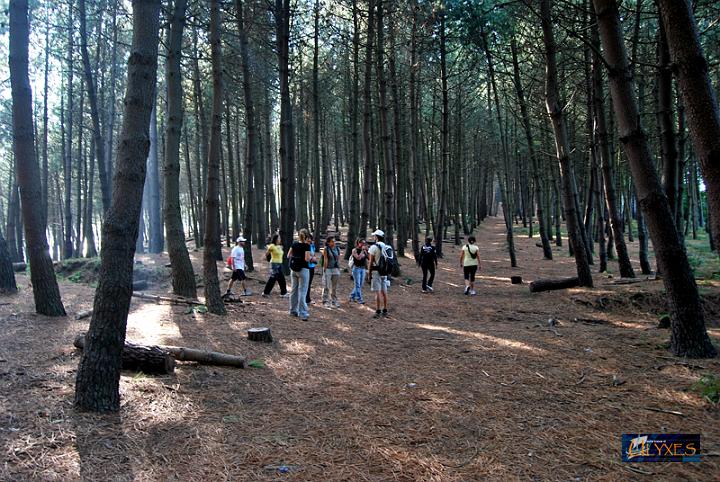 sotto la pineta.JPG